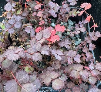 Acaena inermis 'Purpurea'